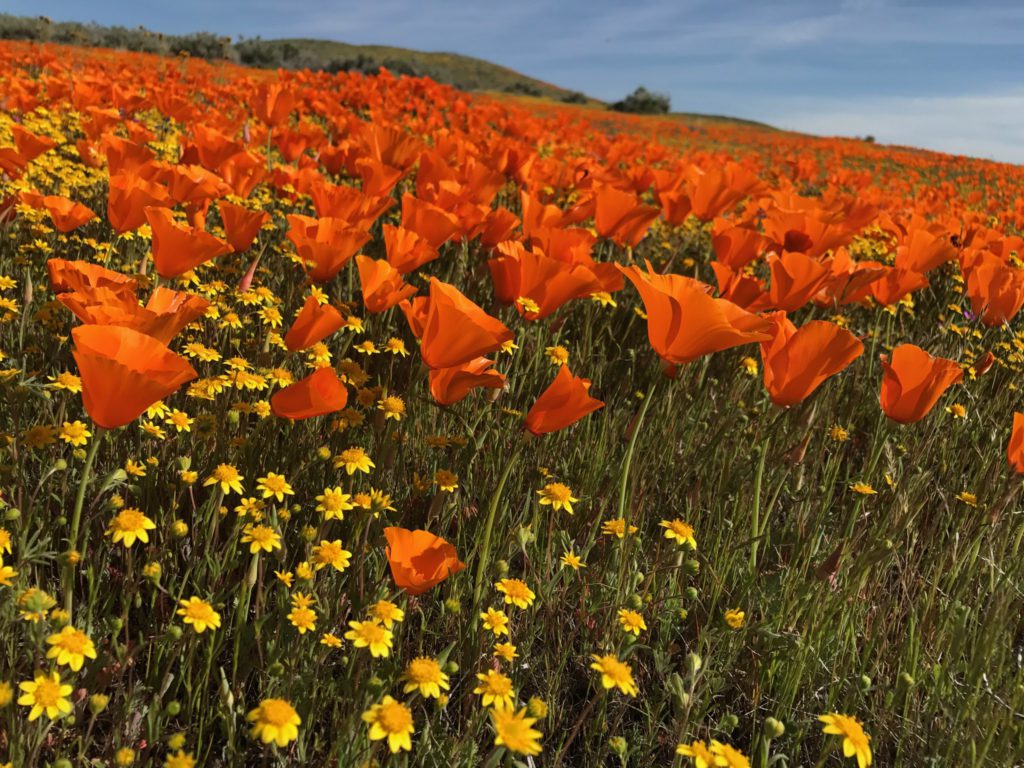 Poppies on Antelope Valley, CA...Taken by Rob Cala (robcalamedia.com)